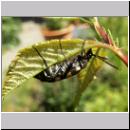 Leptura quadrifasciata - Vierbindiger Schmalbock 09.jpg